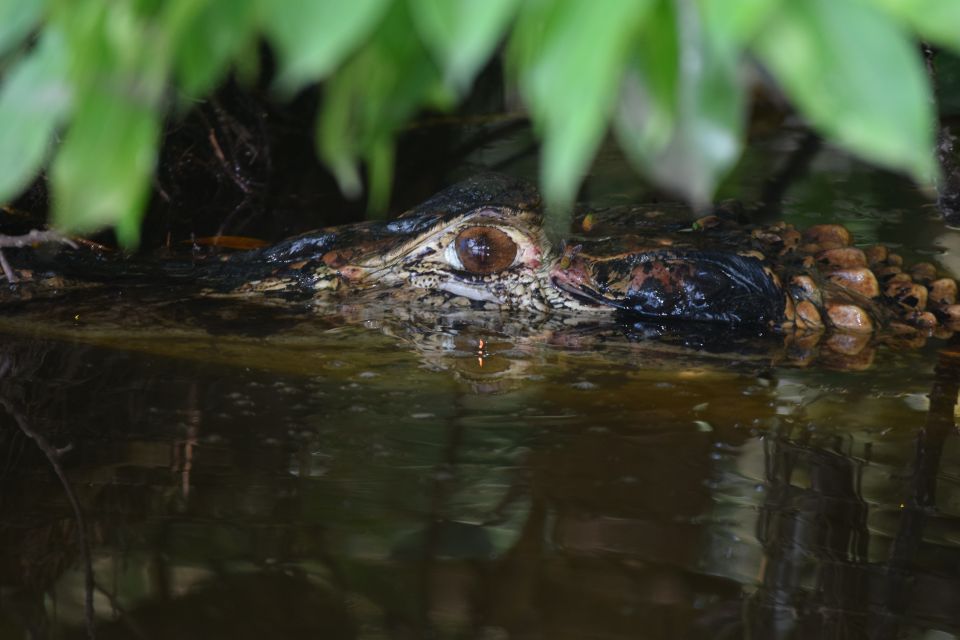 Puerto Maldonado: 4-Day Tambopata Rainforest Tour - Review and Ratings