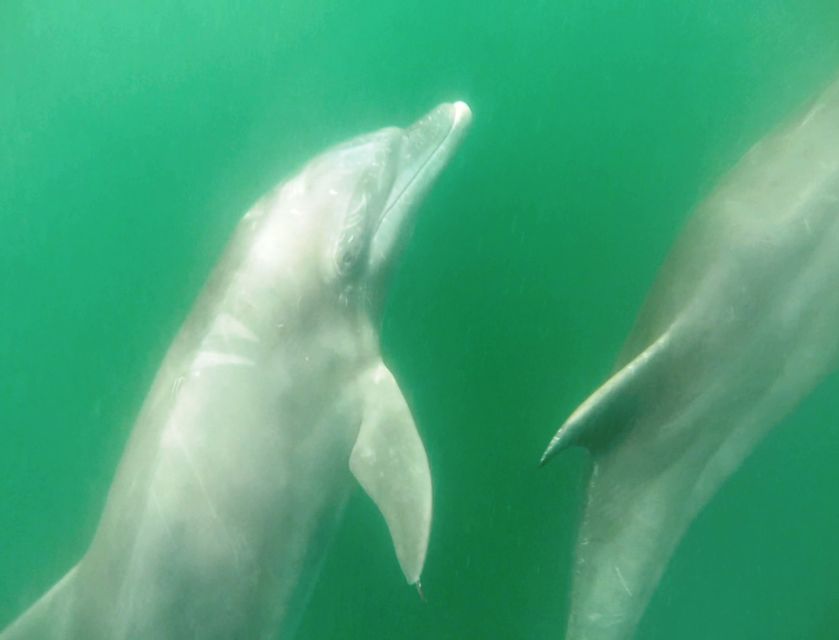 Puerto Vallarta: Dolphin Watching Cruise With a Biologist - Common questions