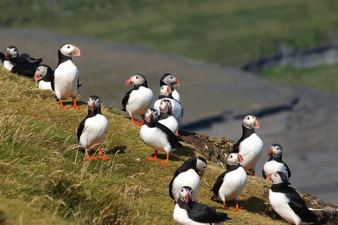 Puffin and Volcano Minibus Tour - Guided by Ebbi - Last Words