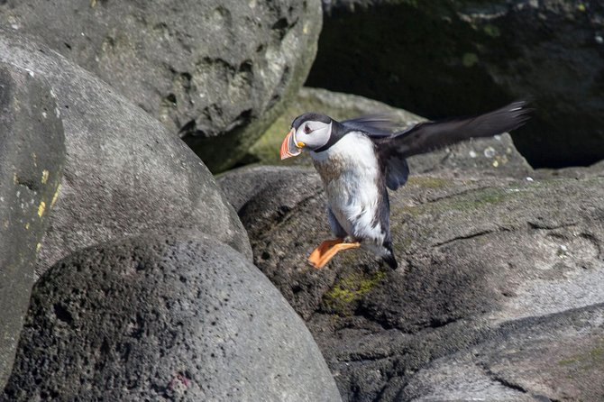 Puffin Cruise With Expert Tour Guide From Reykjavik - Bird Watching Tips and Tricks