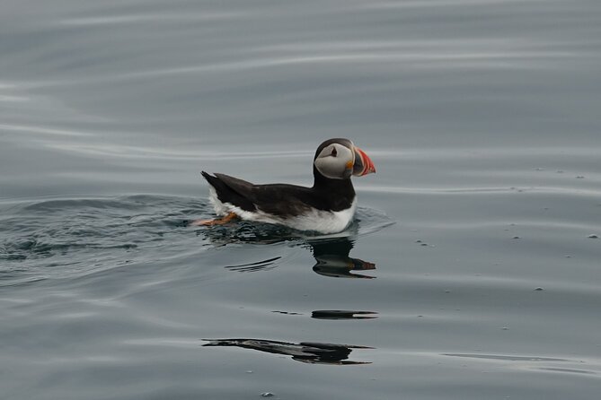 Puffin Observation by Boat From Reykjavik Old Harbour - Directions