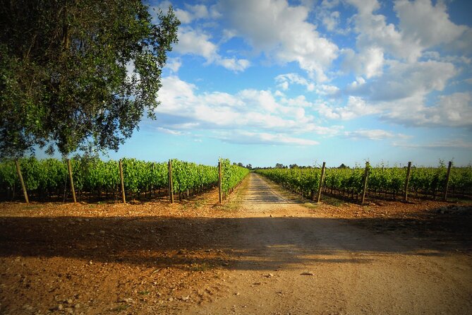 Puglia Winery Tour and Wine Tasting From Trani  - Bari - Group Size Options