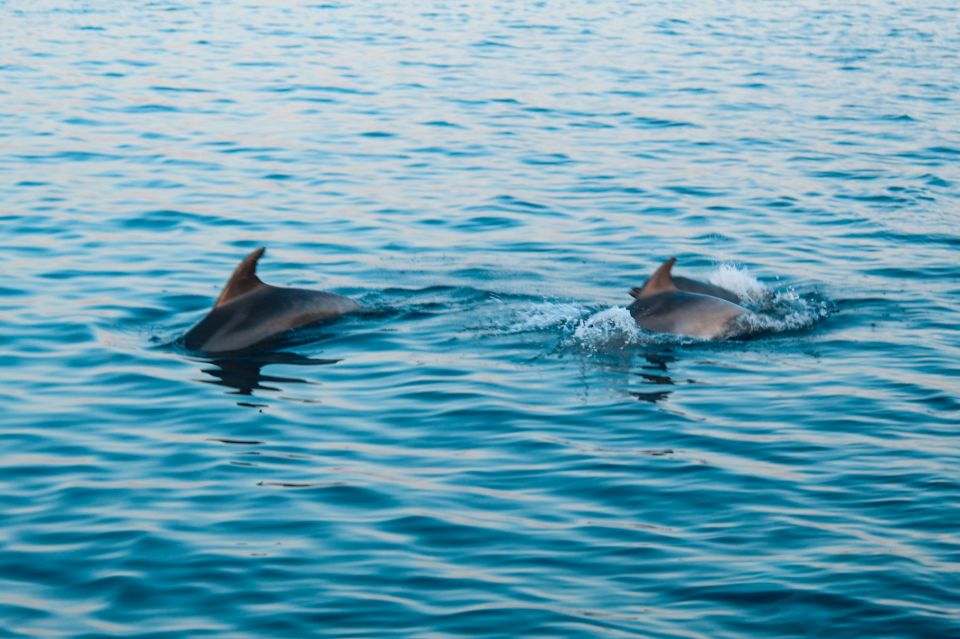 Pula: Exclusive Dolphin & Sunset Cruise With Dinner & Drinks - Directions for Booking