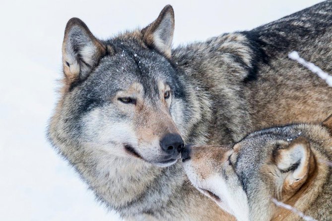 Ranua Wildlife Park Day : Visit the Arctic Animals! - Common questions