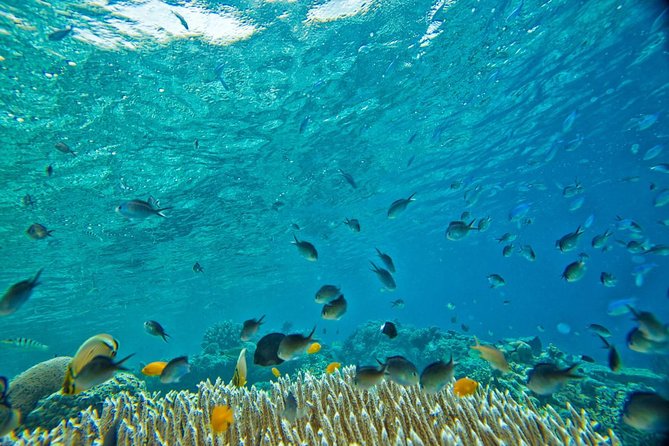 Raya and Coral Speed Boat Snorkeling With Lunch - Customer Support Information