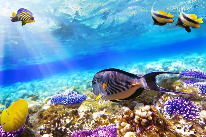 Red Sea: Orange Bay and Snorkeling Cruise Tour With Lunch - Tour Highlights