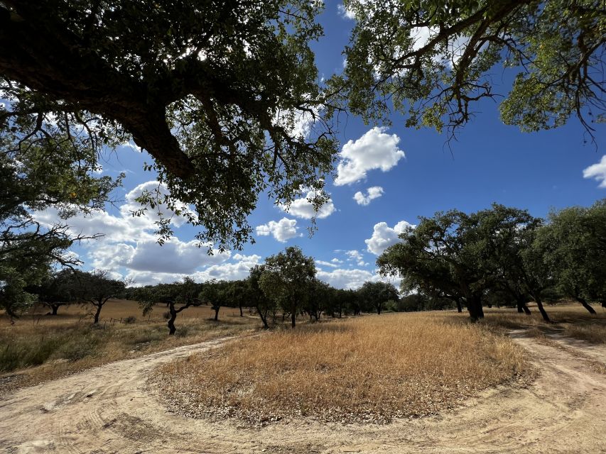 Redondo: Walk in the Cork Forest With Lunch & Wine Tasting - Last Words