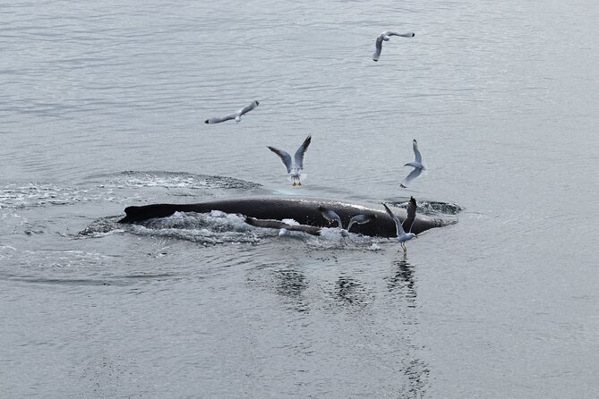 Reykjavik: Minke and Humpback Whale-Watching Tour - Booking Tips