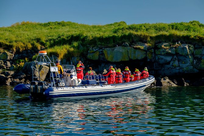 Reykjavik Premium Puffin Tour Close up and Personal - Pricing and Availability