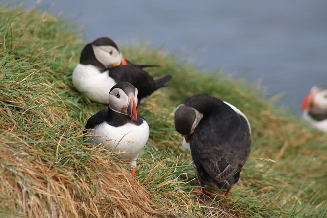 Reykjavik Puffins and Whale-Watching Boat Tour - Common questions