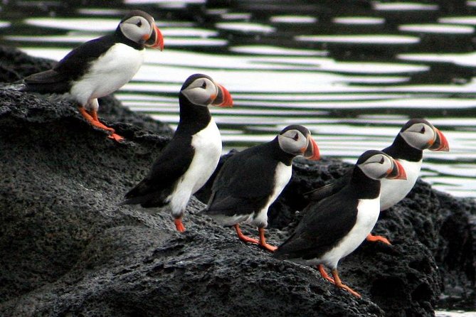 Reykjavik Shore Excursion: Puffin Sightseeing Cruise - Seasonal Considerations and Suggestions