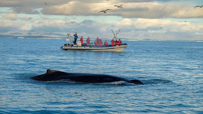 RIB Whale Watching Small-Group Boat Tour From Reykjavik - Additional Details
