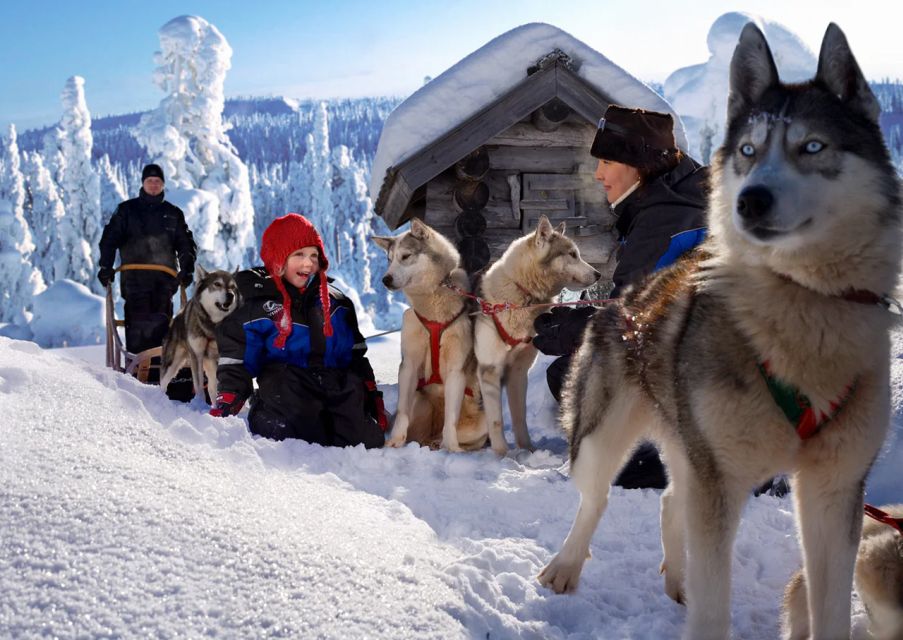 Rovaniemi: Full-Day Highlights Tour With Buffet Lunch - Hike to Ounasvaara Hill