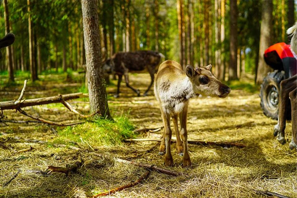Rovaniemi: Reindeer Farm Visit in the Summer - Directions