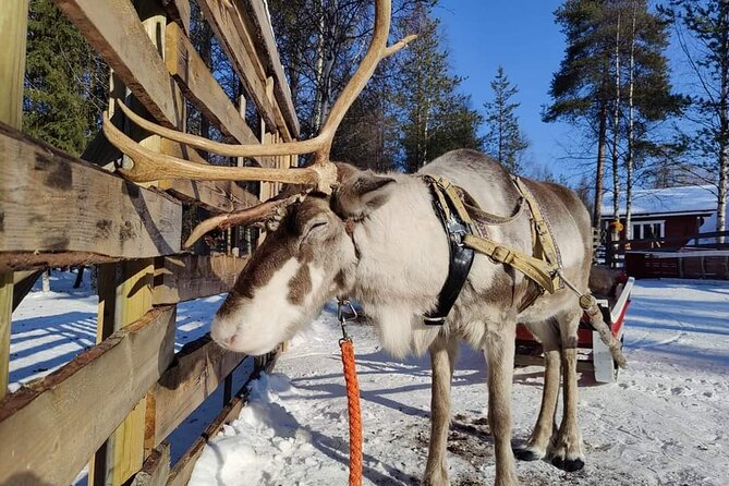 Rovaniemi Reindeers Farm & Husky Safari Aurora BBQ Tour! - Common questions