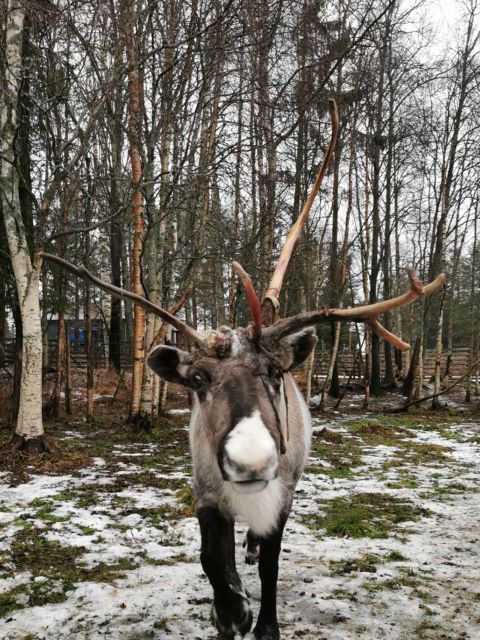 Rovaniemi: Santa's Reindeer, Huskies, Elf Farm & Aurora BBQ - Common questions