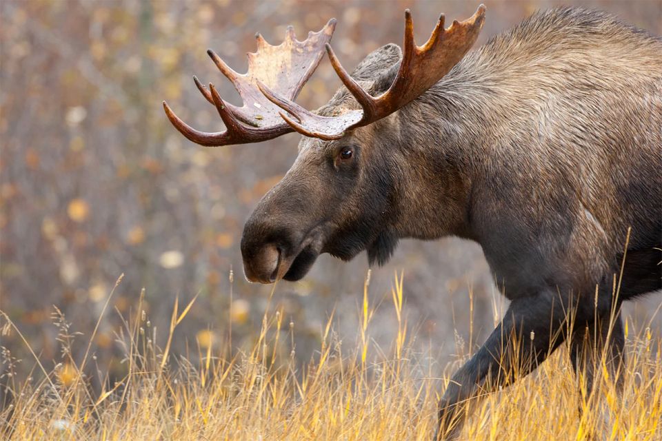 Rovaniemi: Wild Moose Safari - Directions