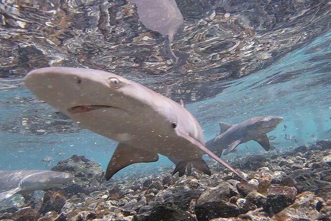 Sal Island: Private Tour Shark Bay Experience From Santa Maria - Last Words