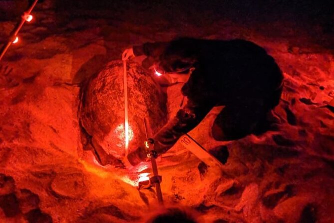 Sal Island: Sea Turtles Experience From Santa Maria - Directions