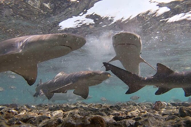 Sal Island: Shark Bay Shark Watching Experience From Santa Maria - Common questions