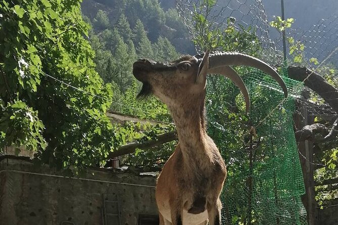 Samaria Gorge Guided Hike in Chania - Last Words