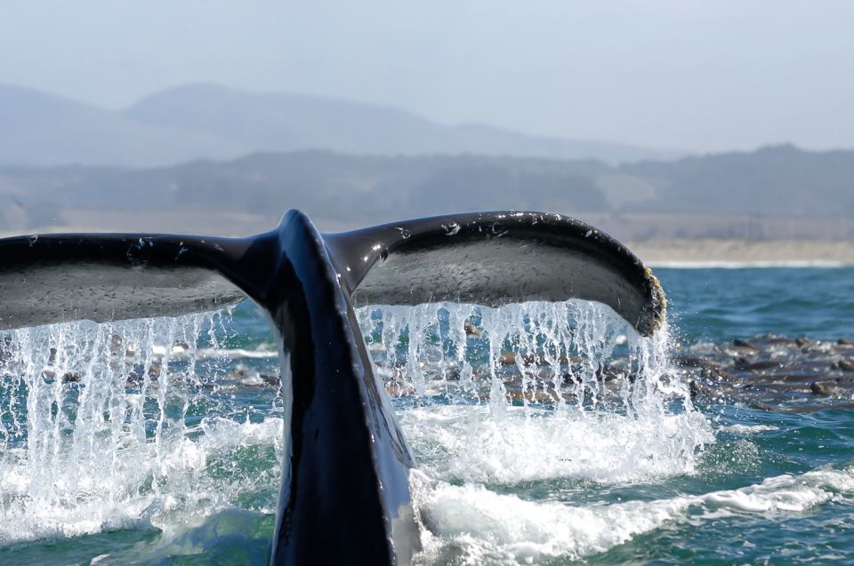 San Diego: Whale Watching Tour - Last Words