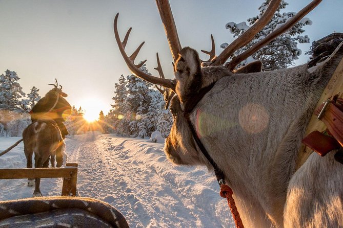 Santa Claus Village Guided Tour & Arctic Animals Adventure - Common questions