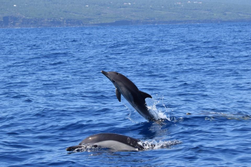 São Jorge Island: Cetaceans in the Heart of Azores - Common questions