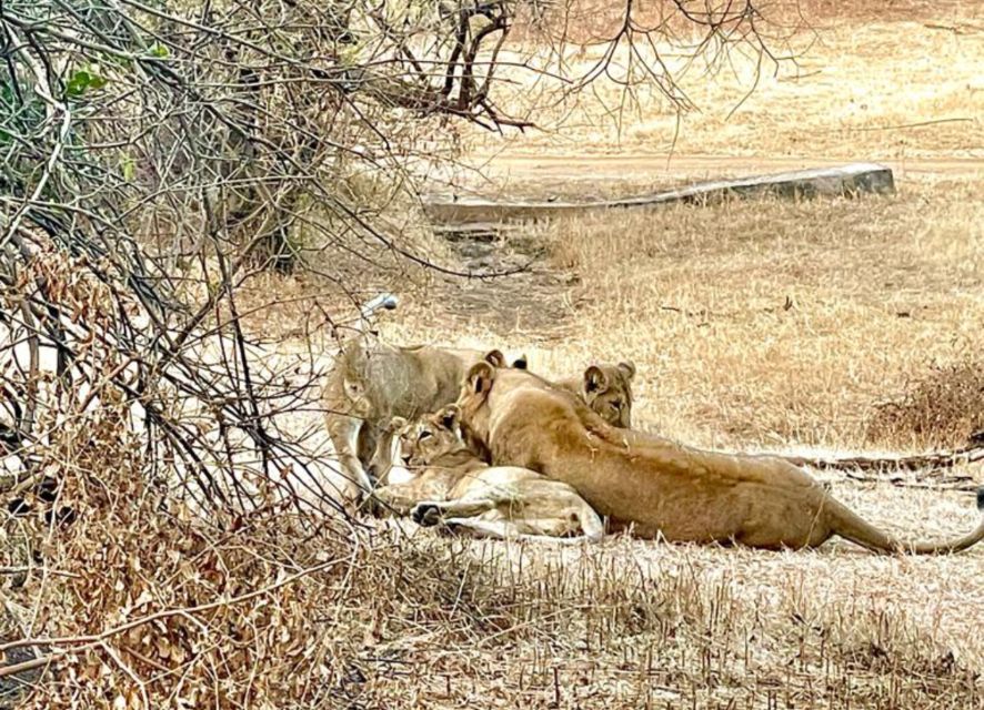 Sasan Gir: Devalia Park Safari With Skip-The-Line Access - Safari Routes and Experiences