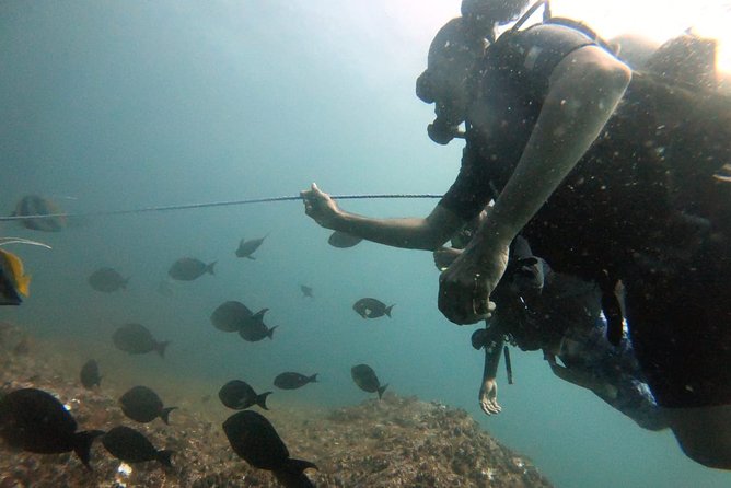 Scuba Diving in Mirissa - Wildlife Encounters Underwater