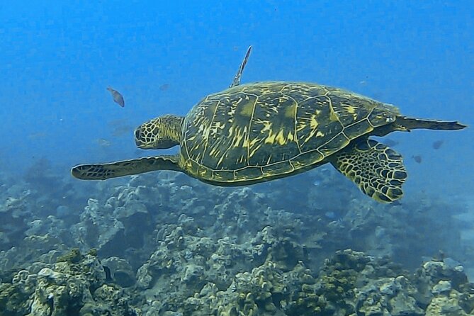 Sea Scooter Snorkel Tour - Reef Adventure With Turtles, Rays and Sharks - Common questions