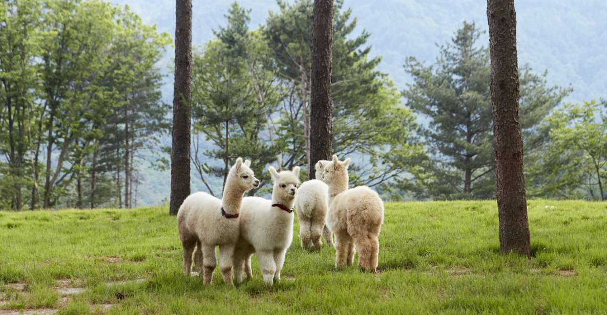 Seoul: Alpaca Land, Nami Tour (Optional Gangchon Railbike) - Itinerary