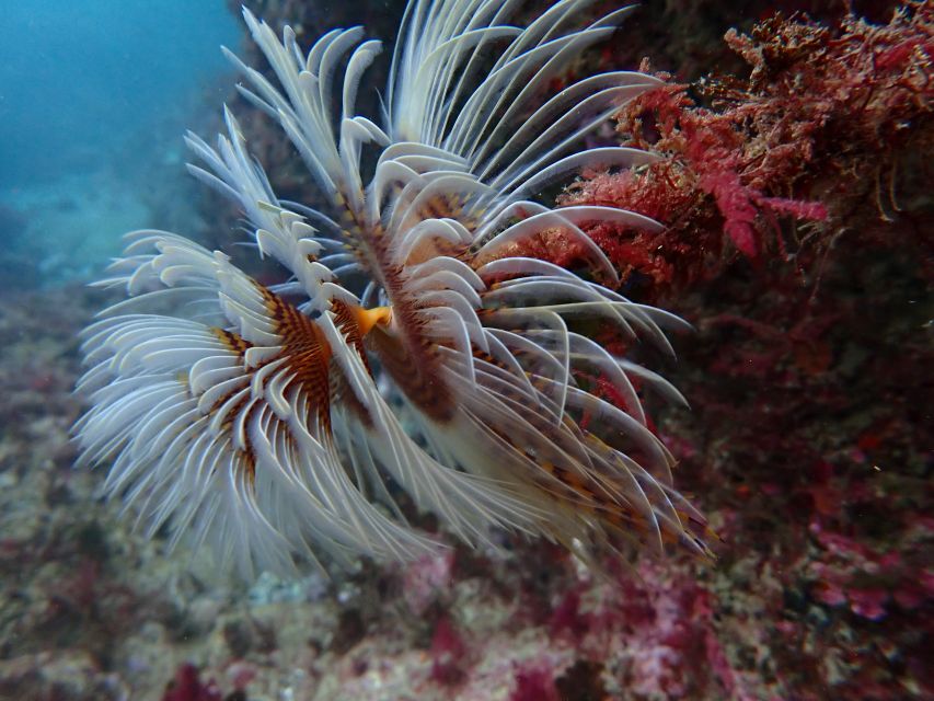 Sesimbra: Arrábida Marine Reserve Scuba Diving Experience - Last Words