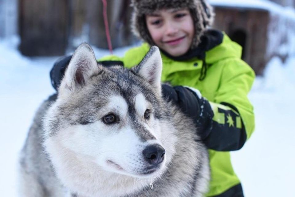 Sirkka: Husky Sled Ride in Levi - Tips for a Memorable Experience