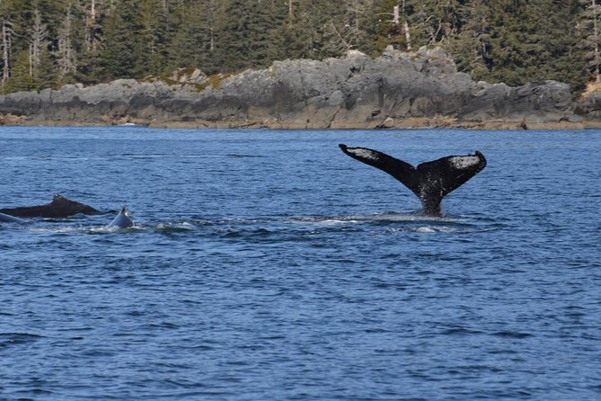 Sitka Shore Excursion: Whale-Watching and Marine Life Tour - Review of Customer Experiences