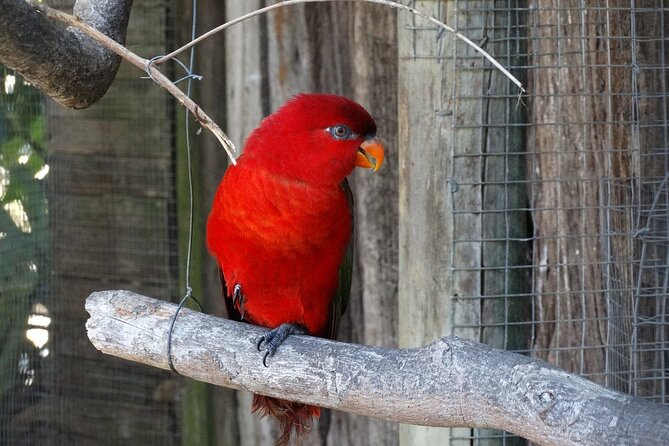 Skip the Line: World of Birds Admission Ticket - Benefits of Pre-Booking