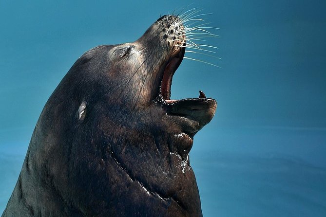 Skip the Ticketing Line: Aquarium of the Pacific General Admission Ticket - Last Words