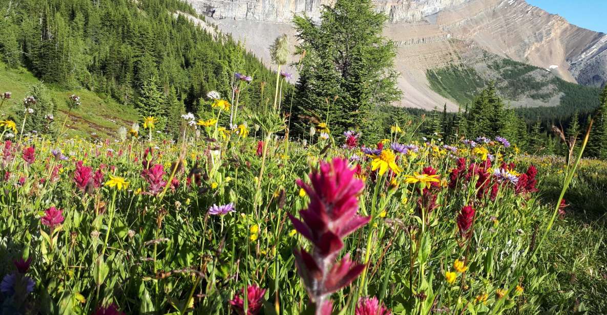 Skoki Lake Louise Daily Guided Hike in the Canadian Rockies - Wilderness Exploration