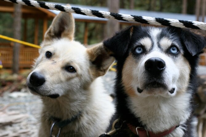 Sled Dog Discovery in Juneau - Pickup Details