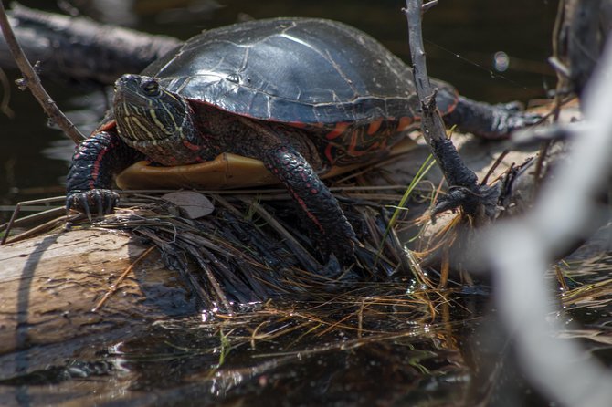 Small-Group Canoeing Tour of Algonquin Provincial Park  - Ontario - Additional Resources