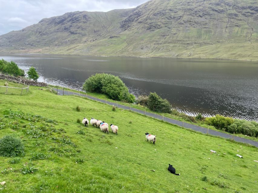 Small Group: Connemara, Sheepdog Show & Medieval Castle Tour - Cong Village Discovery and History