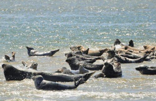 Small Group Full Day Island Tour to Texel From Amsterdam - Directions