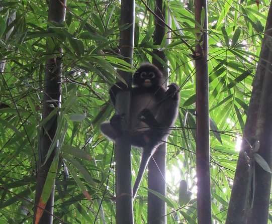 Small-Group Full-Day Khao Sok Nature Tour From Khao Lak - Pricing Details