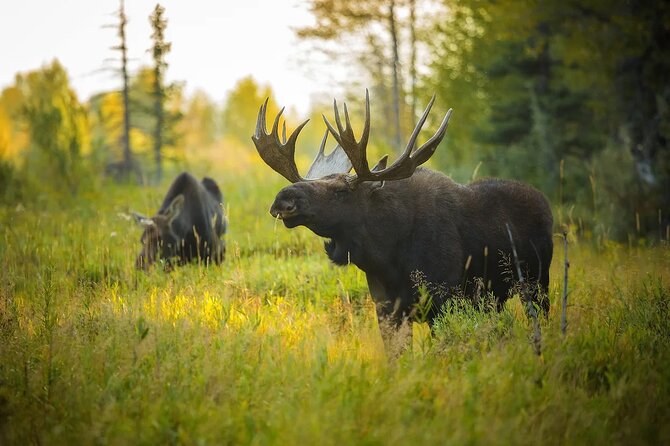 Small-Group Moose Wild Safari From Rovaniemi - Minimum Traveler Requirement