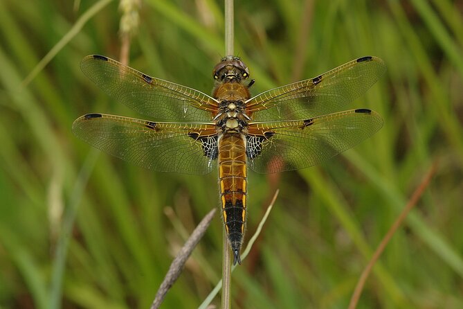 Small-Group New Forest Discovery Walk From Lyndhurst - Last Words