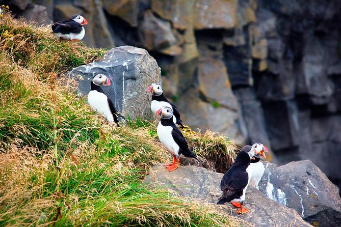 Small-Group South Coast of Iceland: Glaciers, Waterfalls & Black Beaches - Tour Inclusions