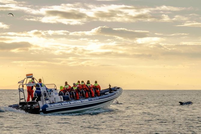 Small-Group Whale Watching in the Midnight Sun From Reykjavík - Last Words