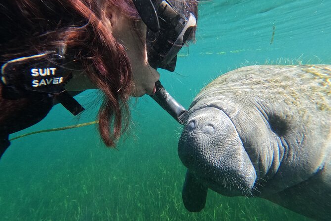 Snorkel Tour With the Manatee on Kings Bay, Crystal River - Additional Information and Resources