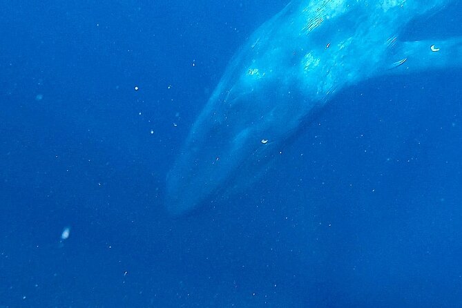 Snorkeling With Whales in Mirissa - Last Words