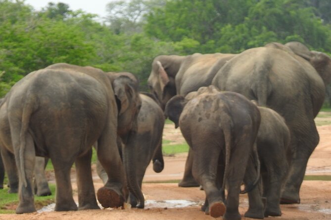 Special Leopards Safari - Yala National Park - 04.30 Am to 11.30 Am - Common questions